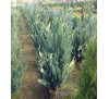 Можжевельник китайский  Стрикта Вариегата (Stricta Variegata) С 2,5
